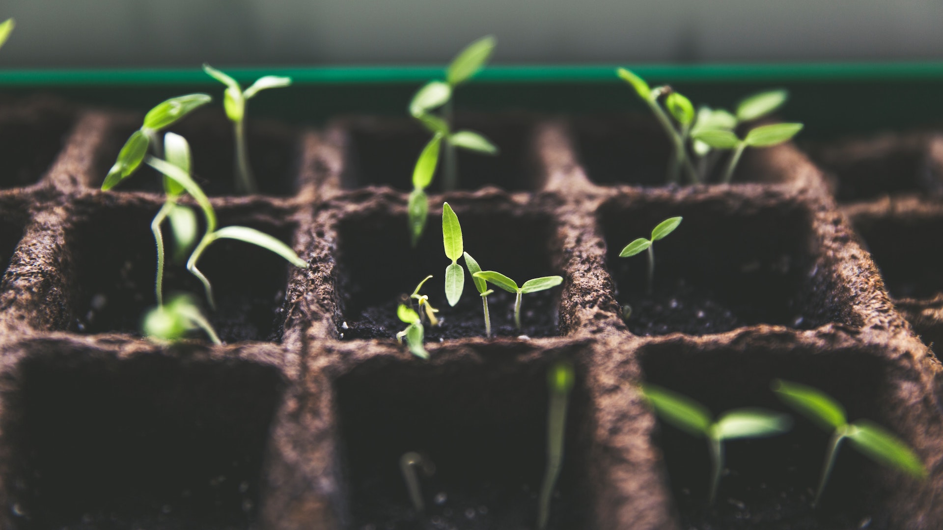 Young plants growing to reflect our horticultural expertise operationally and in training.