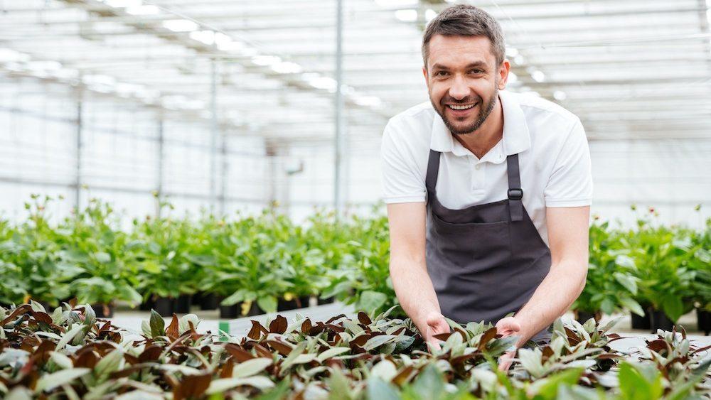 Male gardener working in a greenhouse and looking after growing plants.
